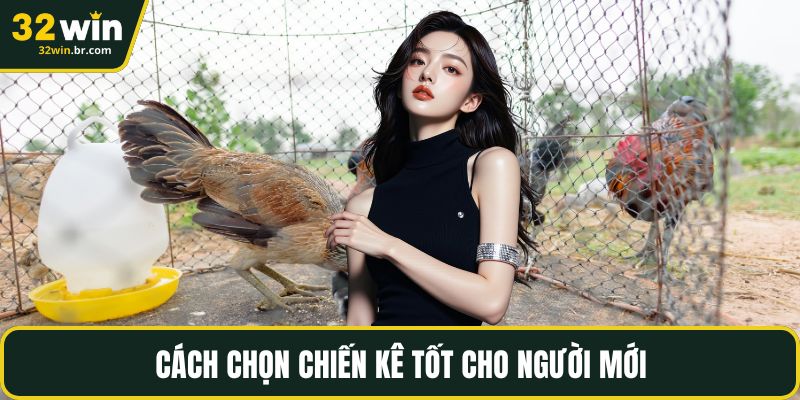 Cách chọn chiến kê tốt cho người mới