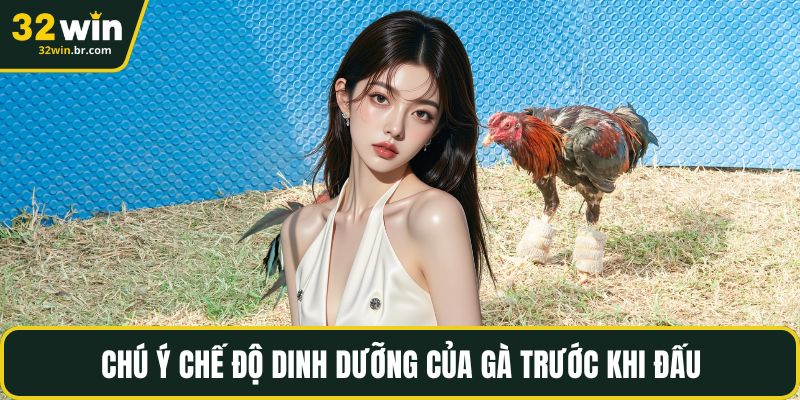 Chú ý chế độ dinh dưỡng của gà trước khi đấu