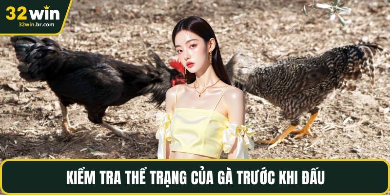 Kiểm tra thể trạng của gà trước khi đấu
